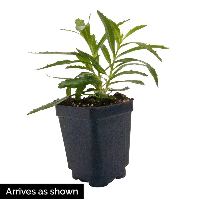Angelface® Angelonia - Image 2