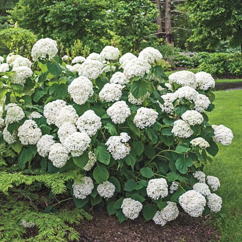 Annabelle Hydrangea Shrub - Image 3