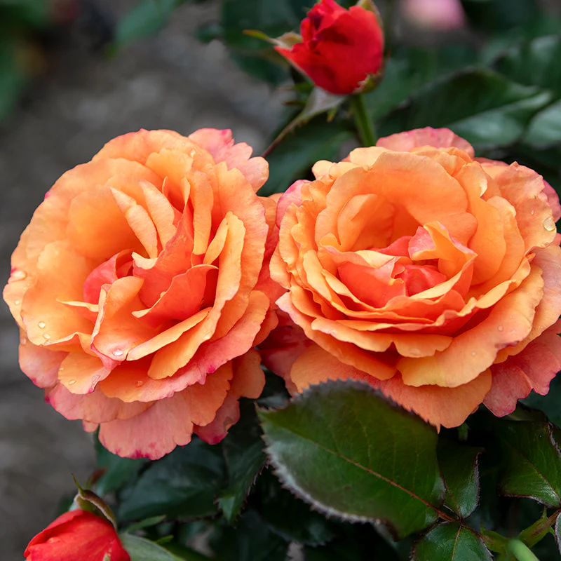 Anna's Promise Grandiflora Rose - Image 10