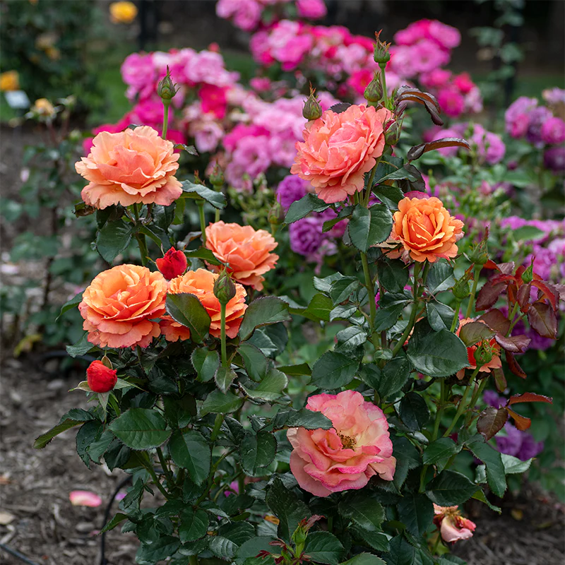 Anna's Promise Grandiflora Rose - Image 11