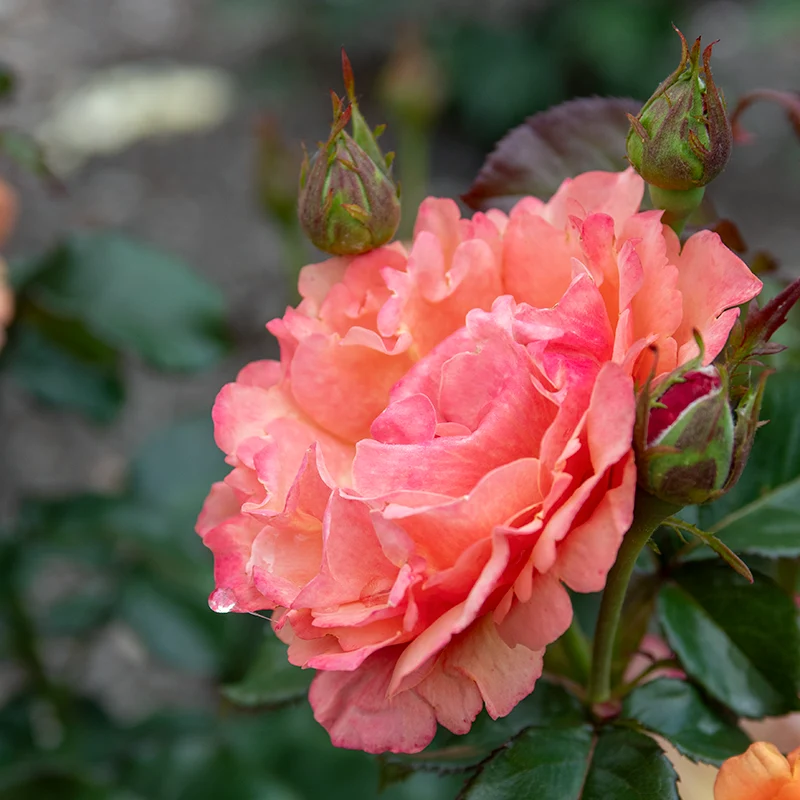 Anna's Promise Grandiflora Rose - Image 12