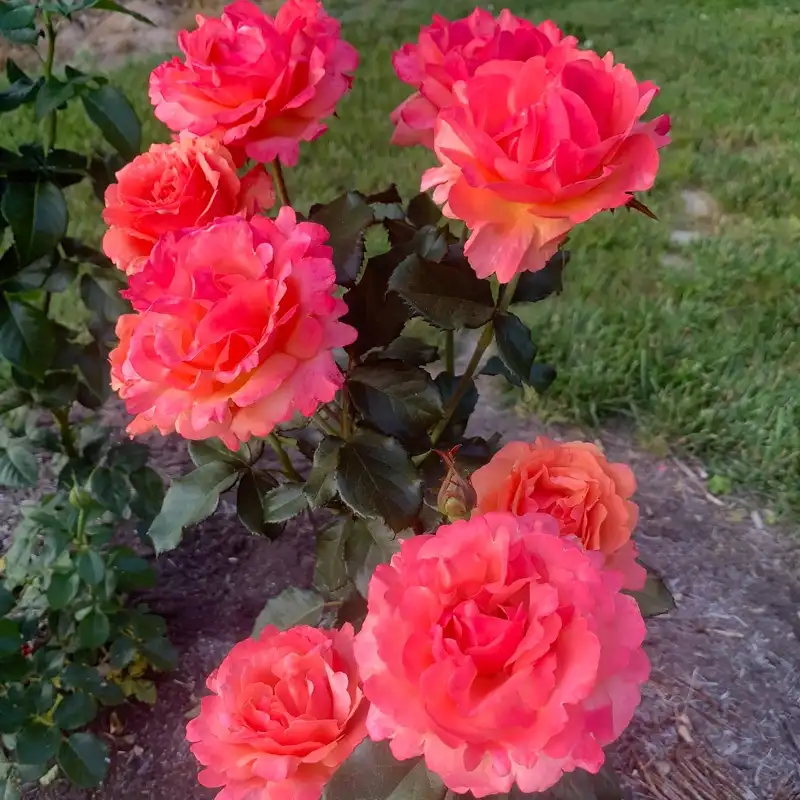 Anna's Promise Grandiflora Rose - Image 13