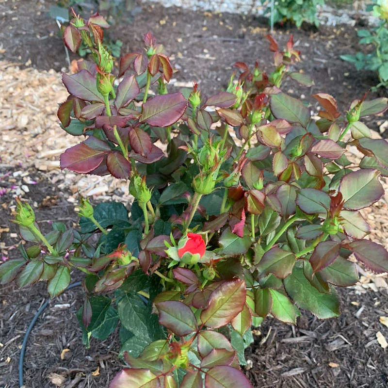 Anna's Promise Grandiflora Rose - Image 14