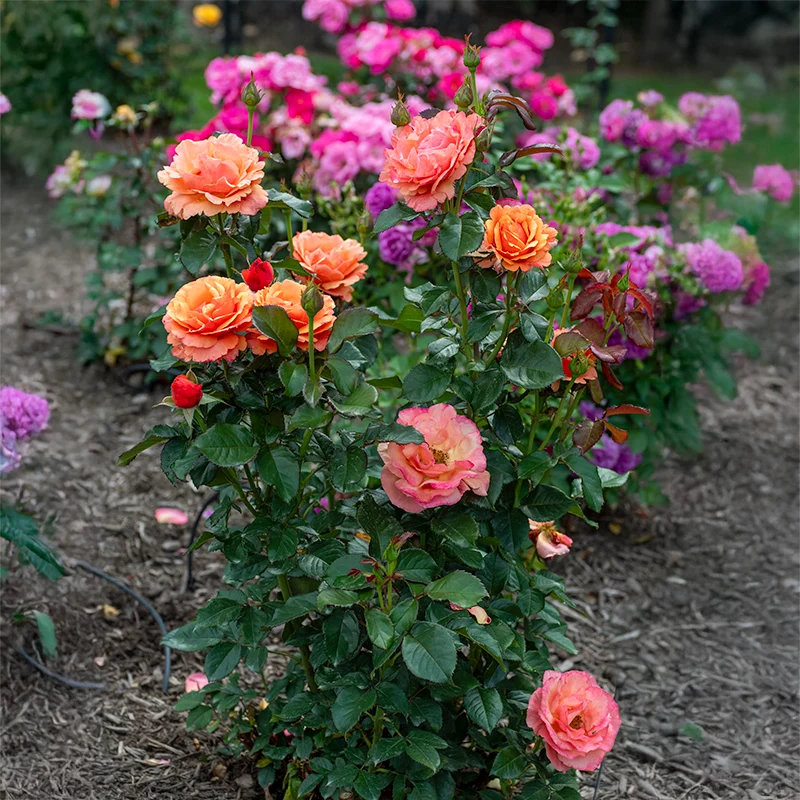 Anna's Promise Grandiflora Rose - Image 15