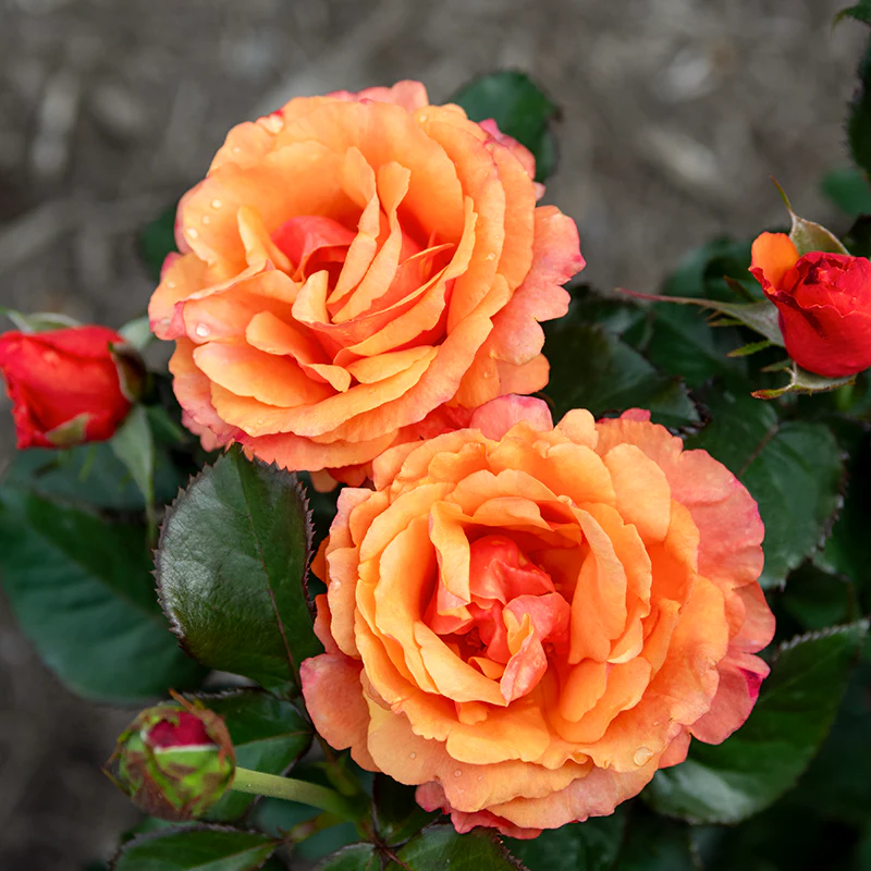 Anna's Promise Grandiflora Rose - Image 3