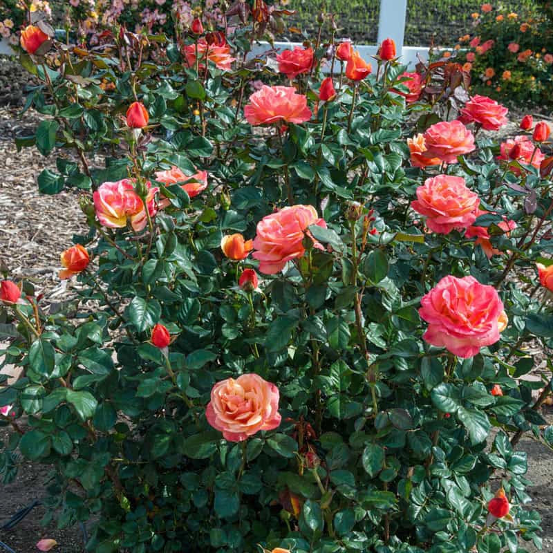 Anna's Promise Grandiflora Rose - Image 4