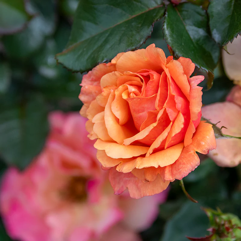 Anna's Promise Grandiflora Rose - Image 5