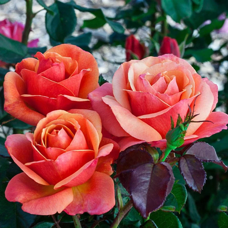 Anna's Promise Grandiflora Rose - Image 6