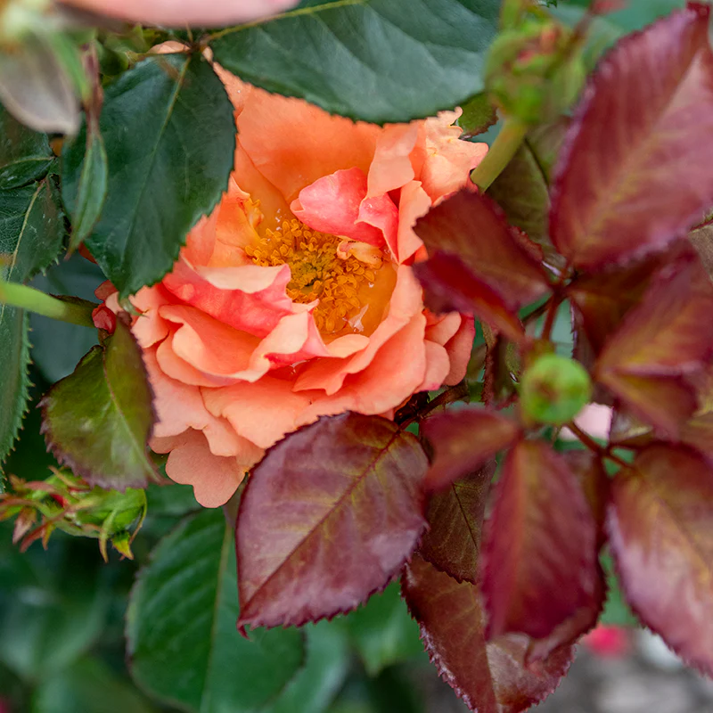 Anna's Promise Grandiflora Rose - Image 7