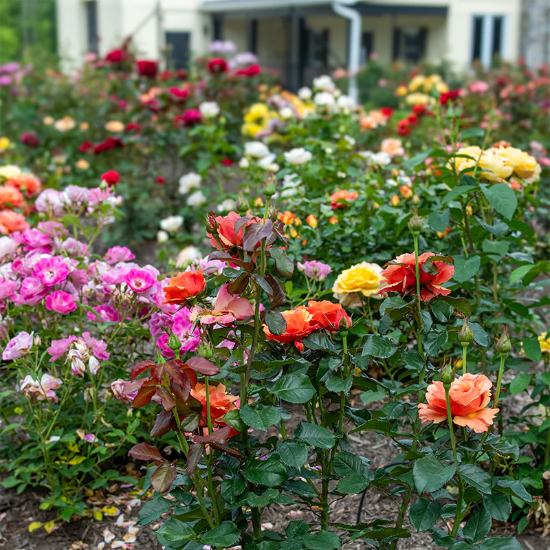 Anna's Promise Grandiflora Rose - Image 8