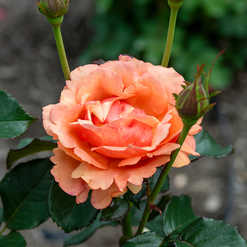 Anna's Promise Grandiflora Rose - Image 9