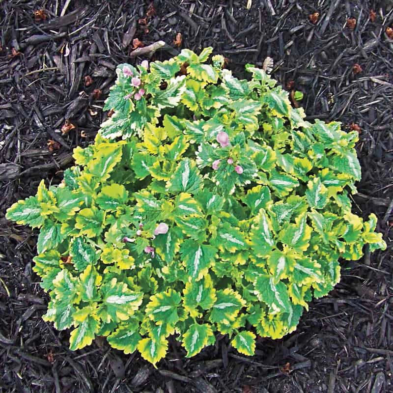 Anne Greenaway Lamium - Image 2