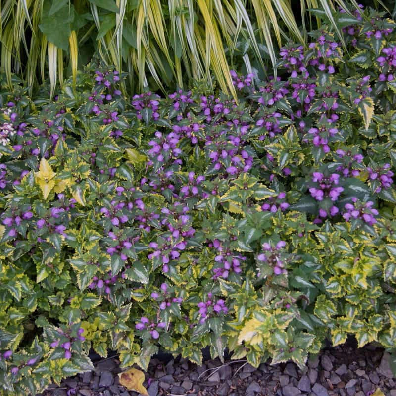 Anne Greenaway Lamium - Image 3
