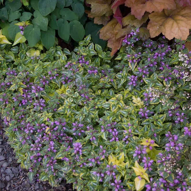 Anne Greenaway Lamium - Image 4