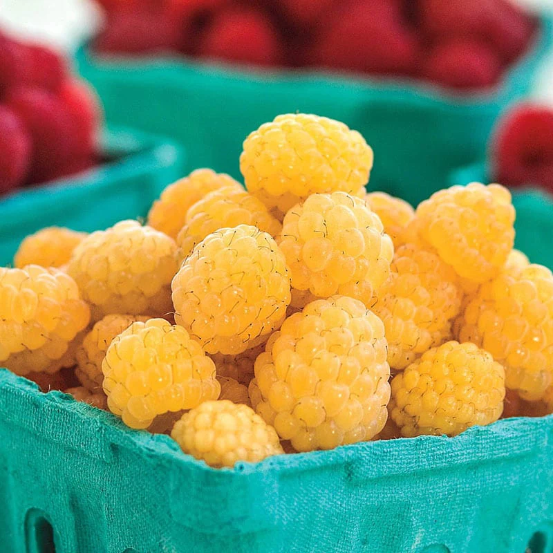 Anne Yellow Raspberry - Image 3