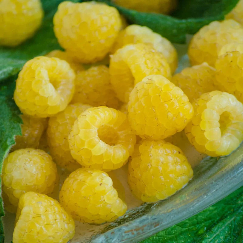 Anne Yellow Raspberry - Image 4