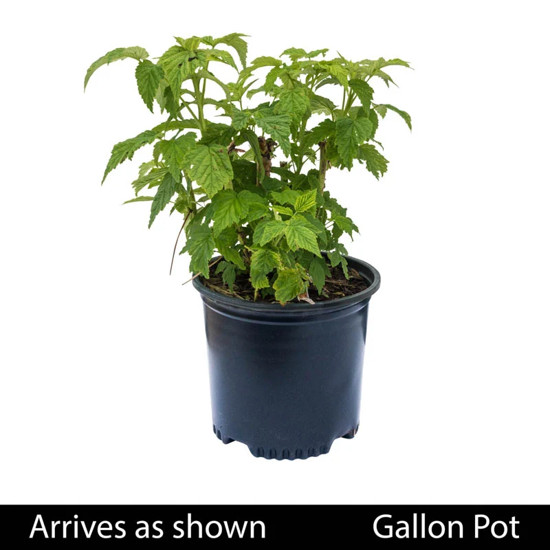 Anne Yellow Raspberry - Image 5