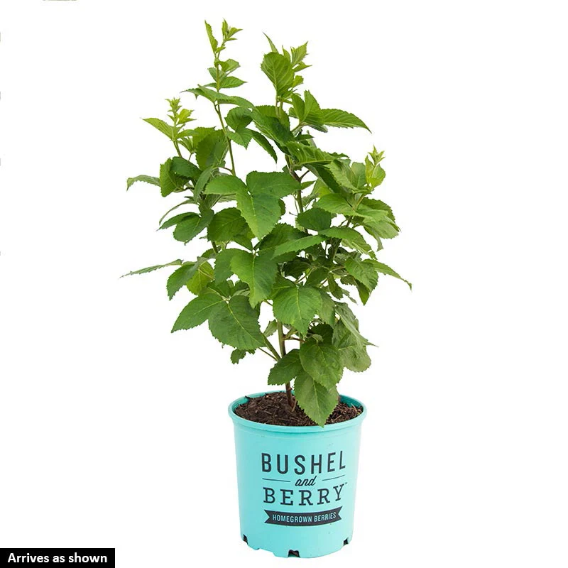 Apache Thornless Blackberry - Image 2