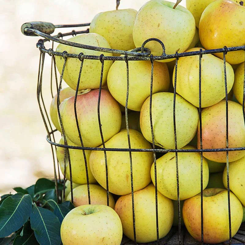 Crunch-A-Bunch™ REACHABLES® Apple Tree - Image 2