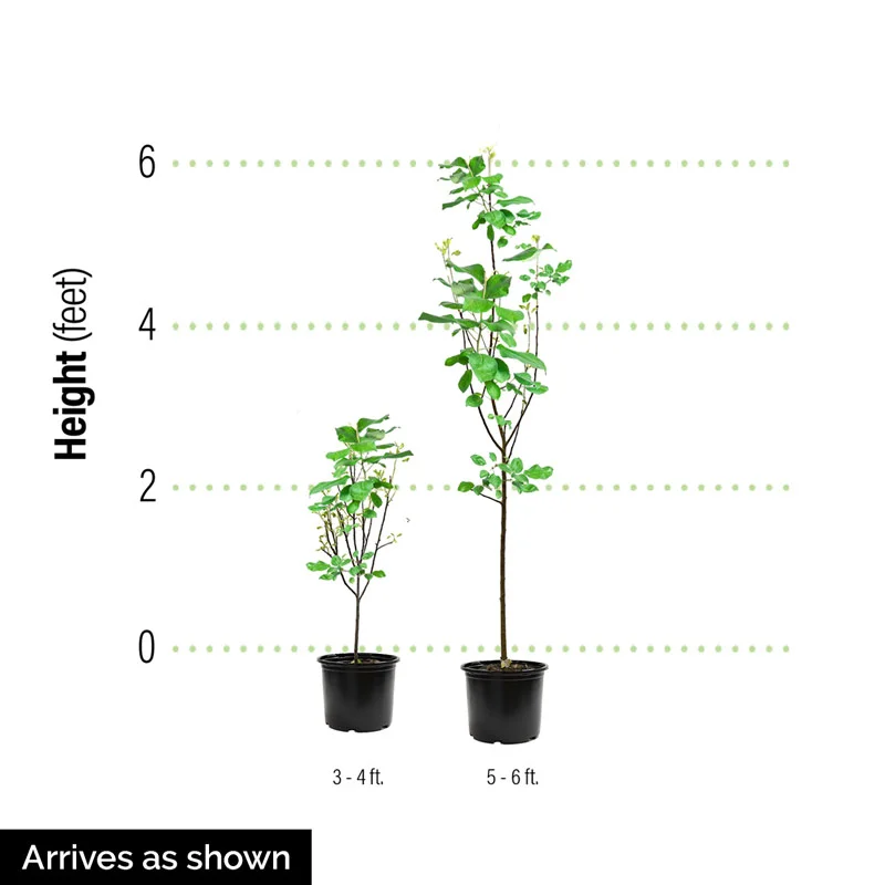 Final Fire® Maple Tree - Image 3