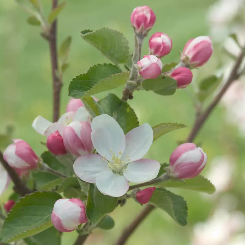 Apple Sundance™ (PP13819) STD - Image 2