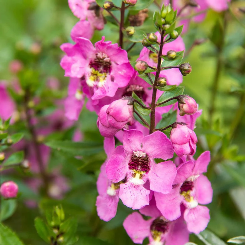 Archangel Pink Angelonia - Image 2