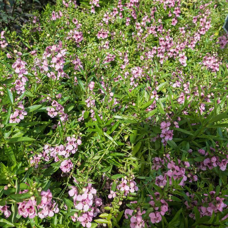 Archangel Pink Angelonia - Image 3