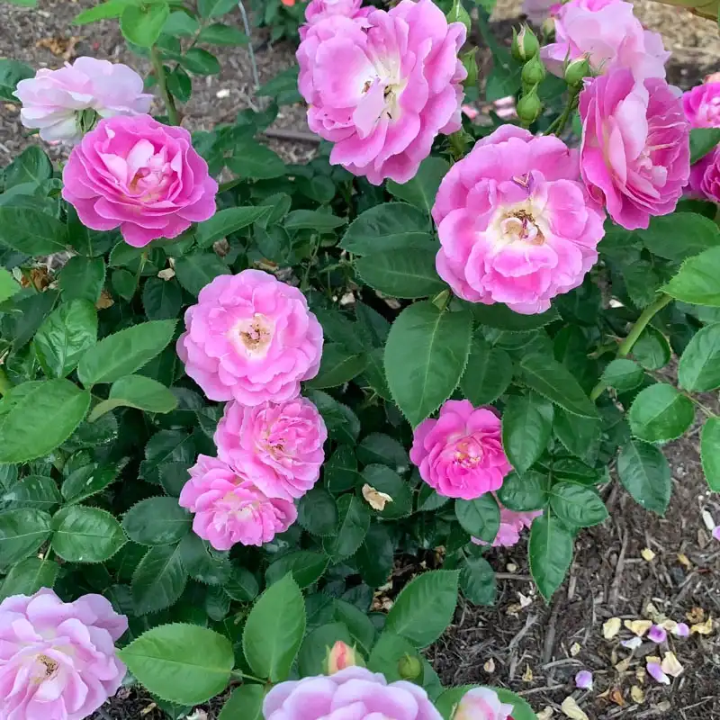 Arctic Blue™ Floribunda Rose - Image 4