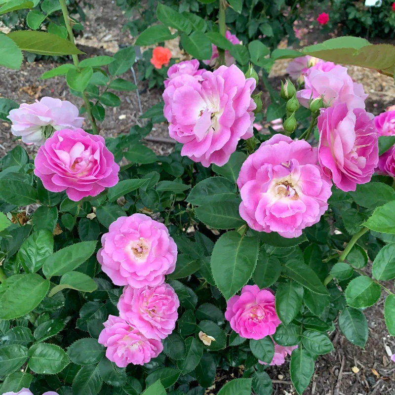 Arctic Blue™ Floribunda Rose - Image 5