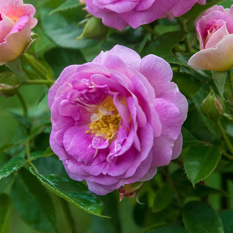 Arctic Blue™ Floribunda Rose - Image 6