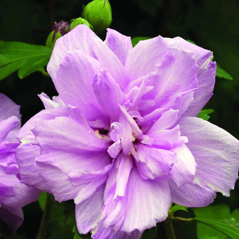 Ardens Hardy Hibiscus Standard Tree - Image 3