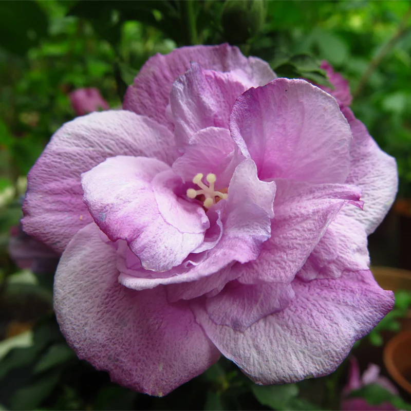 Ardens Hardy Hibiscus Standard Tree - Image 4