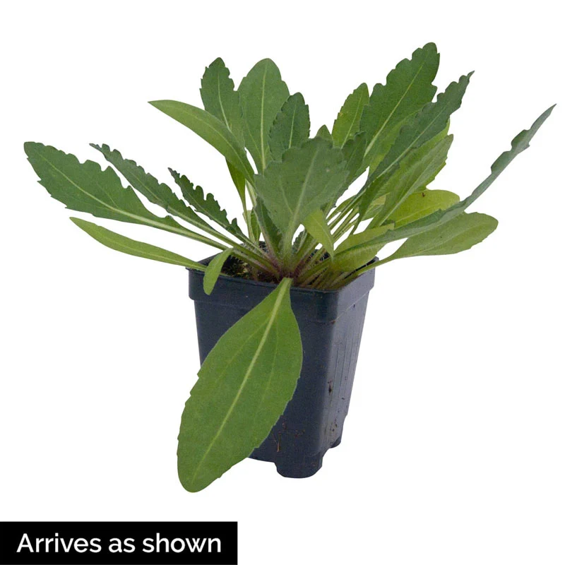 Arizona Red Shades Gaillardia - Image 2