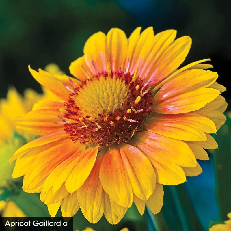 Arizona Sun Gaillardia Collection - Image 2