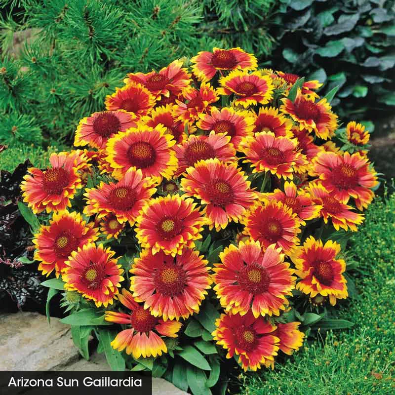 Arizona Sun Gaillardia Collection - Image 3