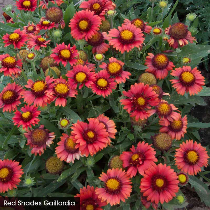 Arizona Sun Gaillardia Collection - Image 4