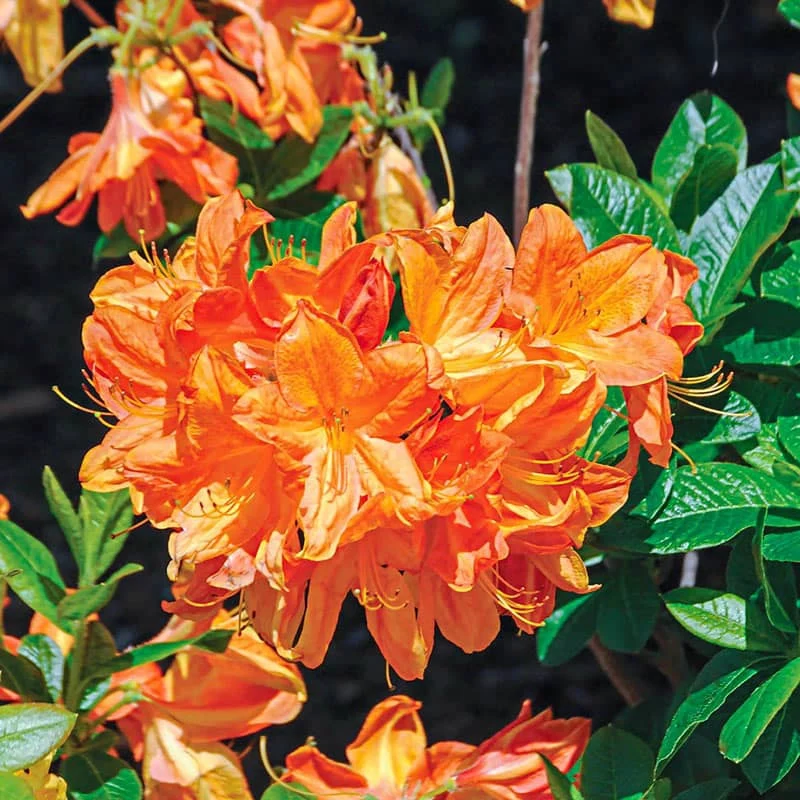 Arneson Gem Azalea - Image 2