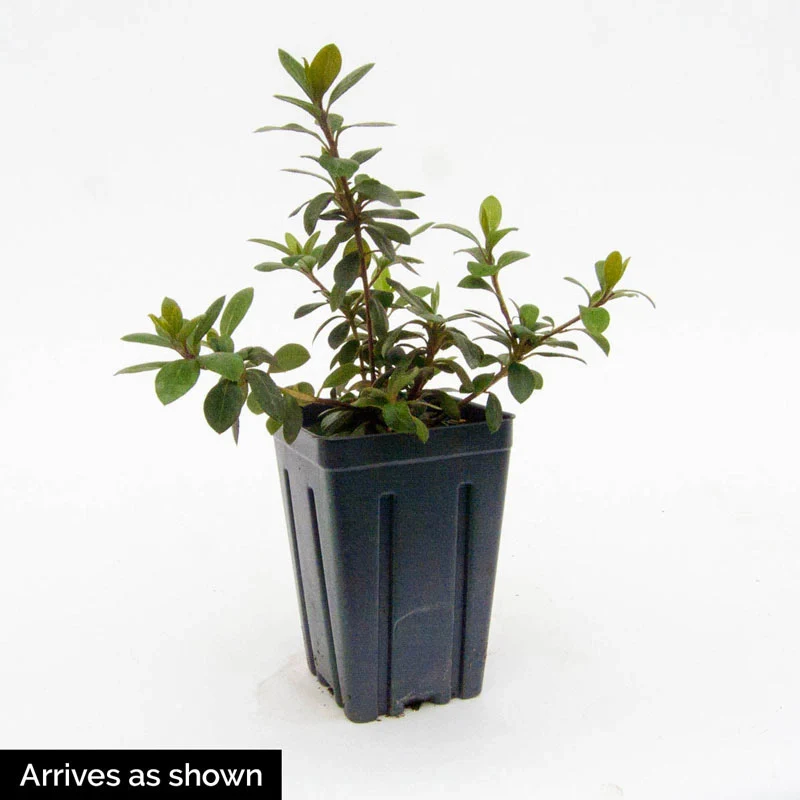 Arneson Gem Azalea - Image 3