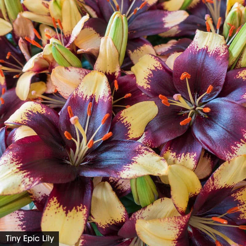 Asiatic Lily Trio For Borders - Image 2