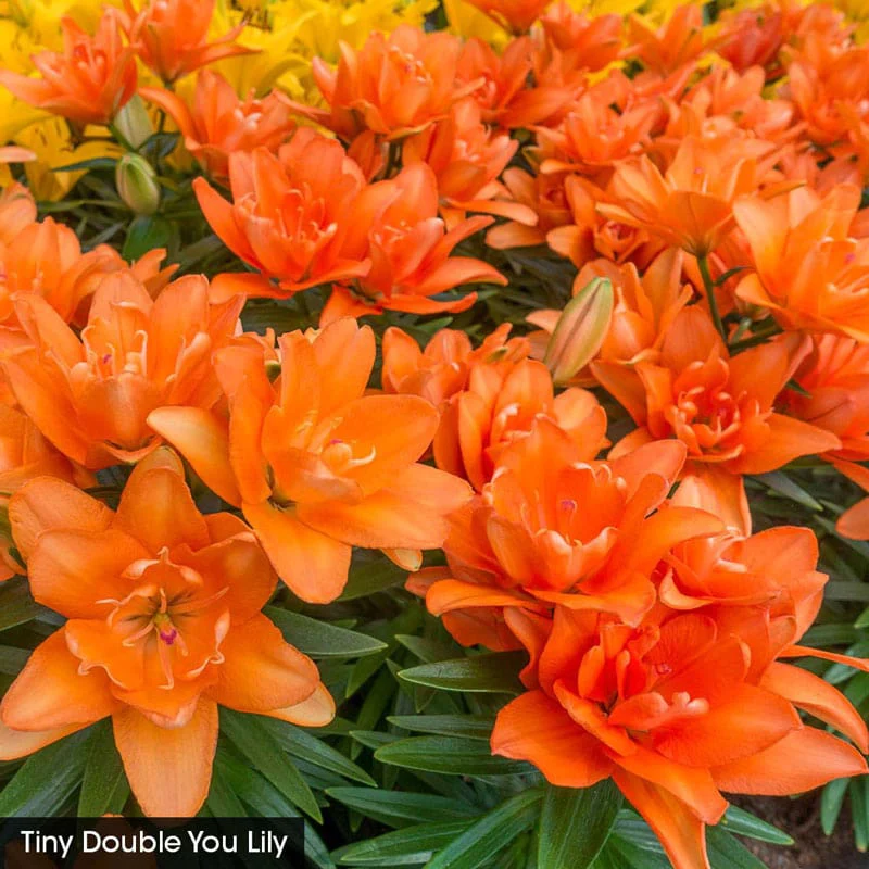 Asiatic Lily Trio For Borders - Image 3