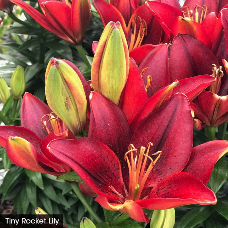 Asiatic Lily Trio For Borders - Image 4