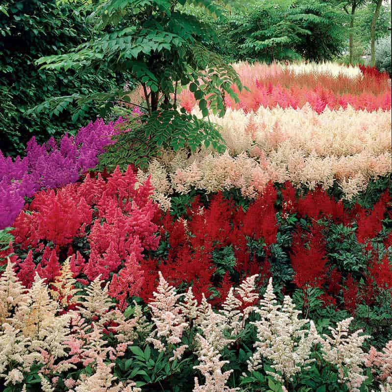 Astilbe Garden Mix