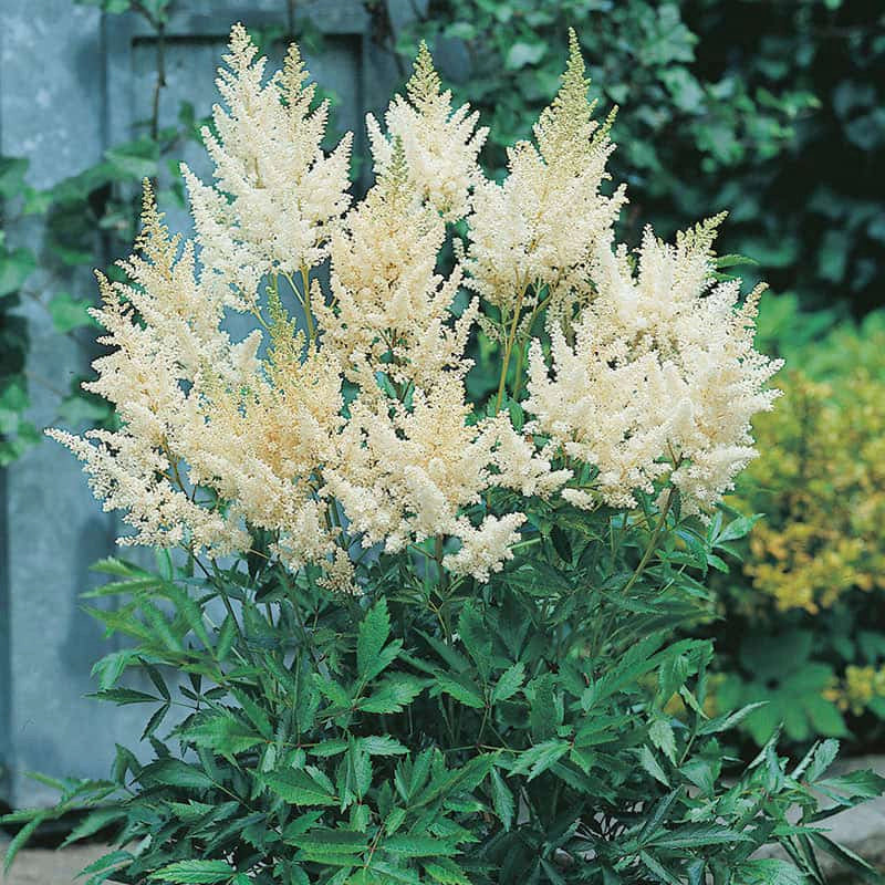 Astounding Astilbe Collection - Image 3
