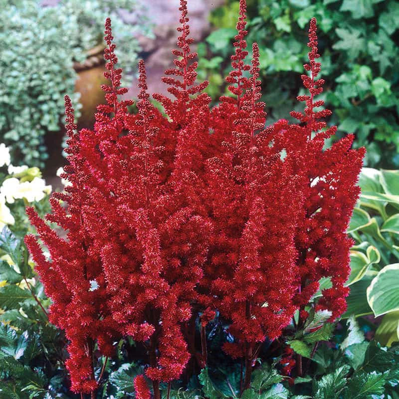 Astounding Astilbe Collection - Image 4