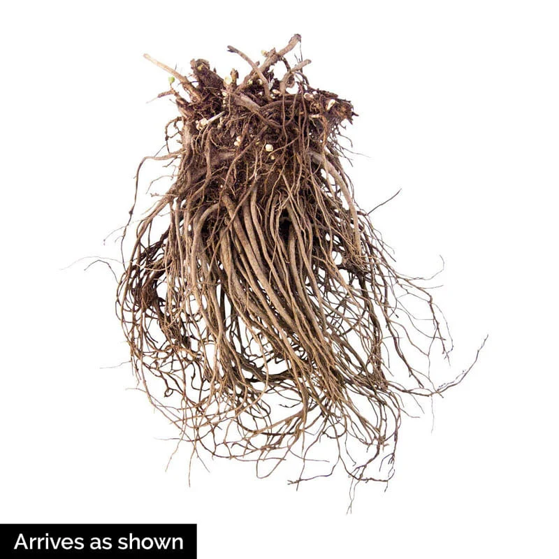 Atlantis™ Sedum - Image 2