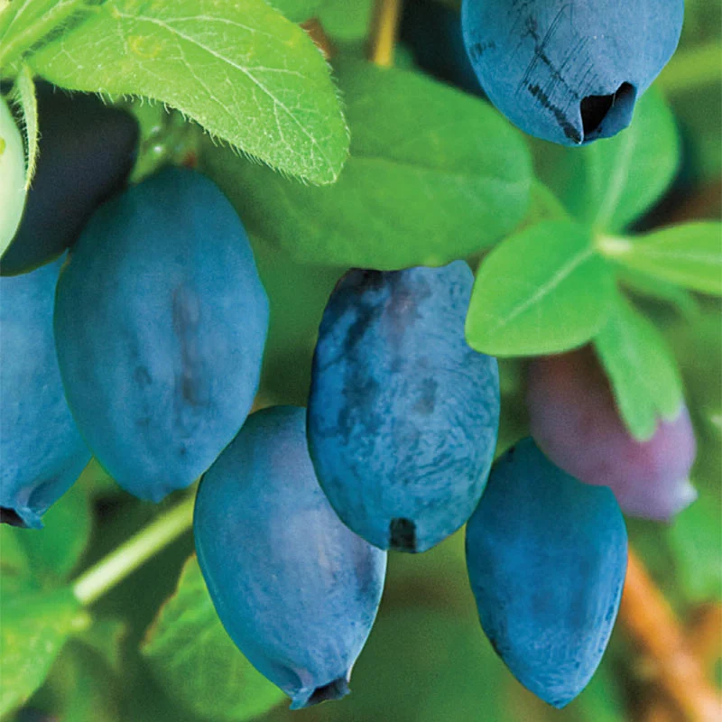 Tundra & Aurora Honeyberries