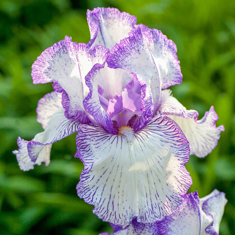 Autumn Circus Reblooming Bearded Iris