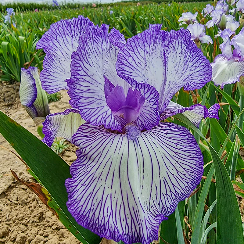 Autumn Circus Reblooming Bearded Iris - Image 2