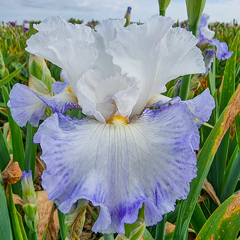 Autumn Breeze Reblooming Bearded Iris