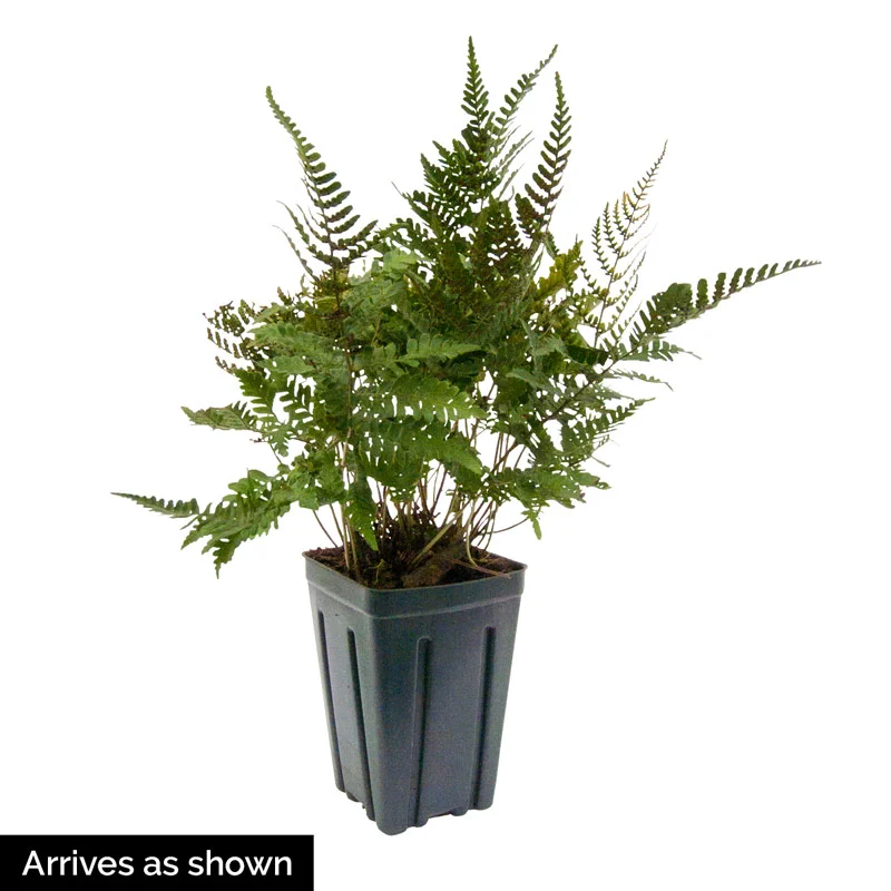 Brilliance Autumn Fern - Image 3